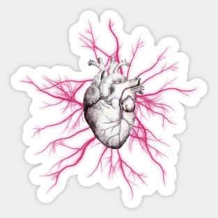 Vintage Human heart and veins, arteries, blood, illustration art, dark, purple roses Sticker